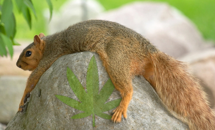 marijuana stocks hump april