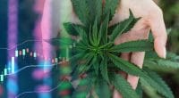 marijuana stocks 2019