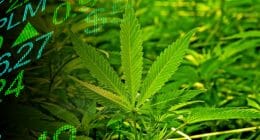pot stock etf