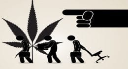 layoff pot stocks