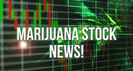 NEW MJ NEWS