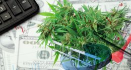 Best Marijuana Stocks To Buy For This Boom
