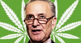 chuck-schumer Cannabis Reform