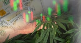Top Pot Stocks In Q4 2023