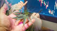 Best Cannabis Stocks In 2023 This Week
