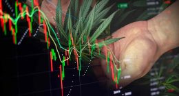 Marijuana Stocks For January 2022 List Right Now