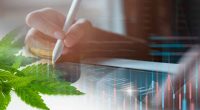 Top Marijuana Stocks For Mid January Watchlist