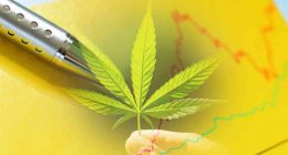 Top Pot Stocks Before 2024