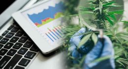 Thanksgiving Watchlist: Leading Canadian Cannabis Stocks