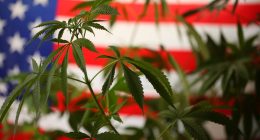 Marijuana stocks to watch in market 2024