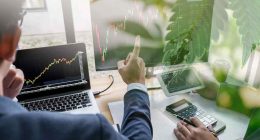 Ahead of the Curve: Cannabis Stocks with Potential for 2024