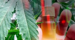 Top Cannabis Stocks 2nd Week In April 2025