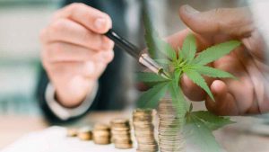High Growth: Top Pot Stocks Making Moves into March 2024