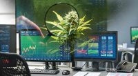 Cannabis Stocks To Watch This Week 2025