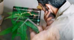 Top Marijuana Stocks To Buy Right Now? 3 To Watch Before August