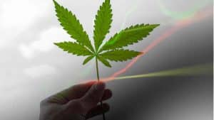 Best Marijuana Penny Stock Under $1 In August 2022