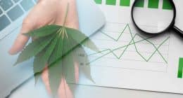 Are These Marijuana Stocks A Buy Mid-August?