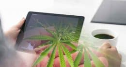 Top Pot Stocks to Watch This Week In August