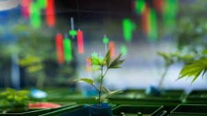 Investor Alert: Top Canadian Cannabis Picks for March 2024