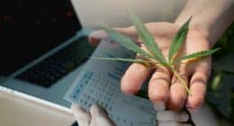 Pot Stocks For November 2024 Upside