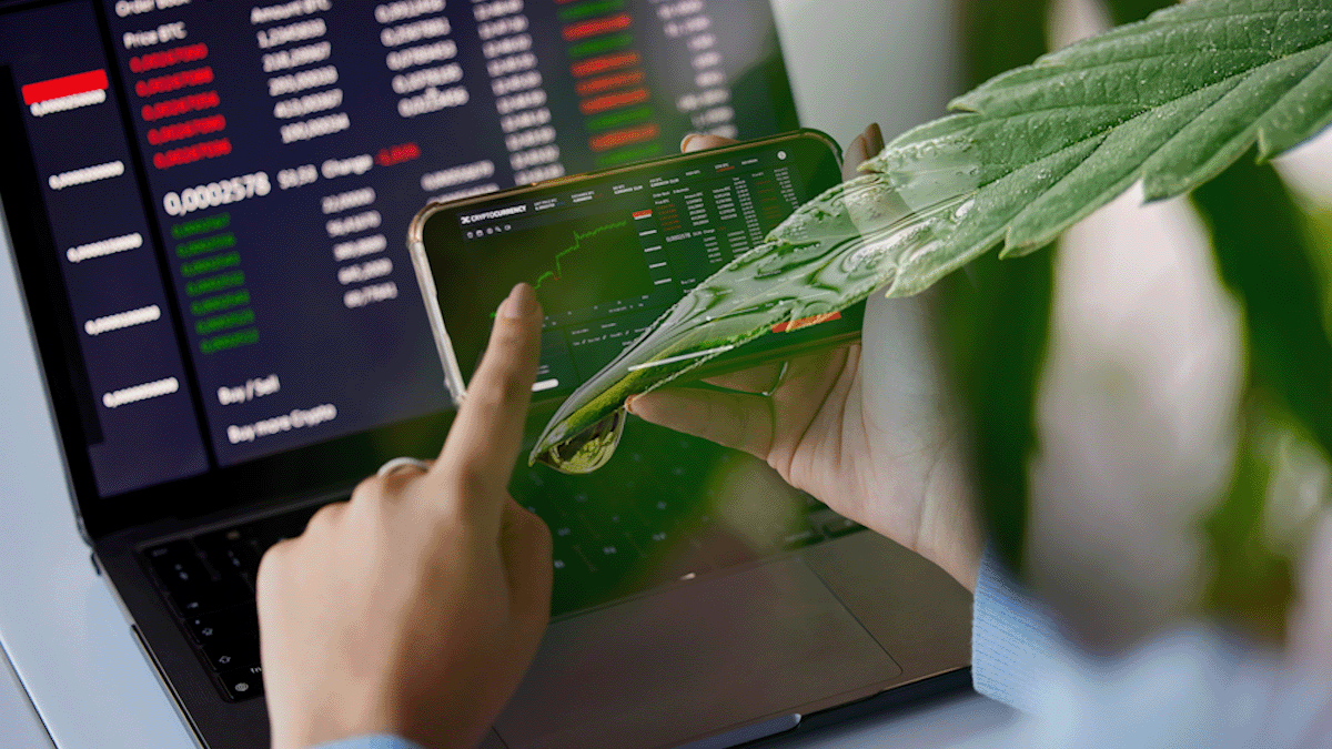 Best Marijuana Stocks To Buy In 2025?