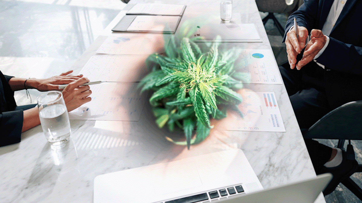 Cannabis Stocks To Watch In 2025