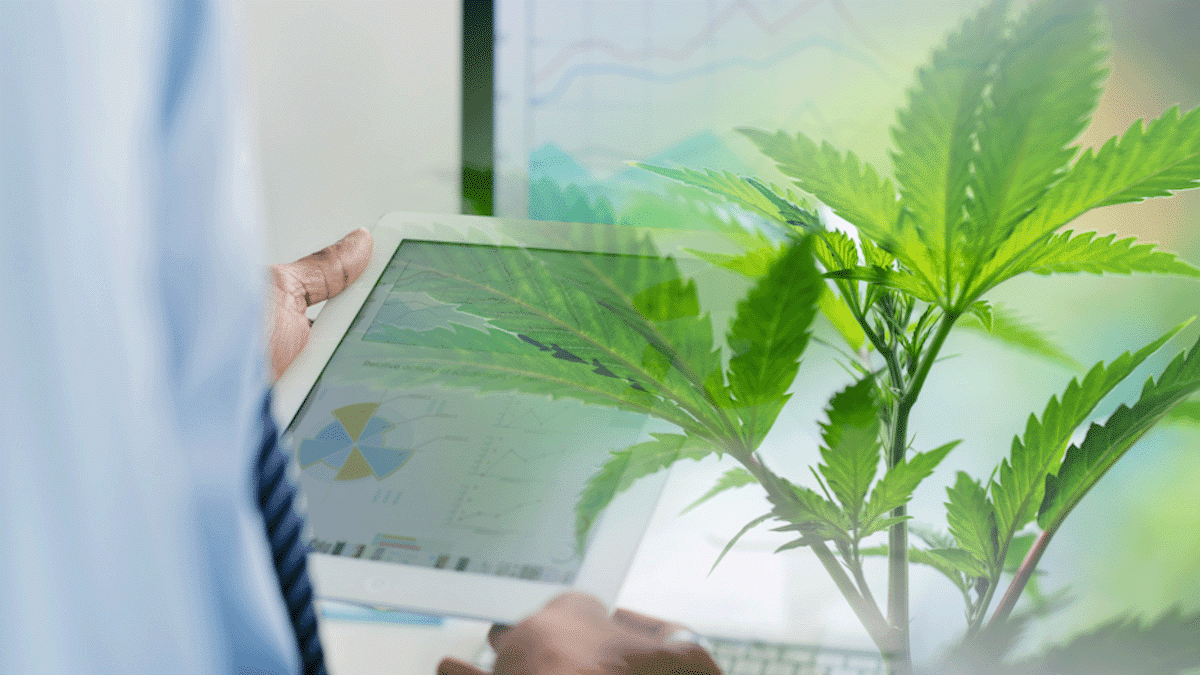 Top Cannabis Stocks For January Upside